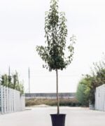 halfstam perenboom