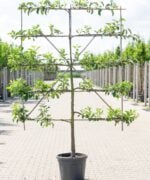 Malus domestica ‘Gravenstein’ | Laagstam leiboom | 50 cm