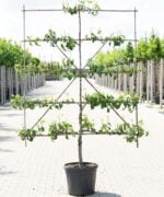 Pyrus communis 'Saint Remy' | Laagstam leiboom | 50 cm