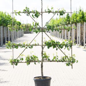 De 9 voordelen van een groene tuin 9 Pyrus communis 'Conference' | Laagstam leiboom | 50 cm