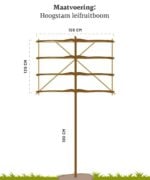 Malus domestica ‘Rode Boskoop’ | Hoogstam leiboom | 180 cm - Afbeelding 6