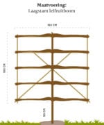 Pyrus communis 'Saint Remy' | Laagstam leiboom | 50 cm - Afbeelding 5