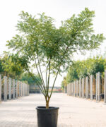 Sophora Japonica | Meerstammig | 200 - 250