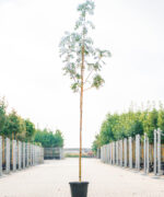 Sorbus Dodong | Hoogstam | 300 - 350 cm