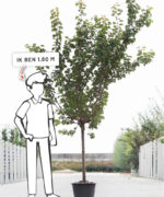 Prunus armeniaca ‘Hongaarse’ | Halfstam | 230 - 280 cm - Afbeelding 5