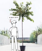 Prunus armeniaca 'Tros Oranje' | Hoogstam | 300 - 350 cm - Afbeelding 5