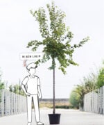 Prunus armeniaca 'Tros Oranje' | Hoogstam | 350 - 400 cm - Afbeelding 5
