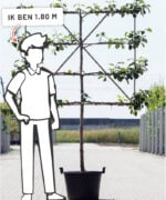 Malus domestica ‘Jonagold’ | Halfstam leiboom | 100 cm - Afbeelding 7