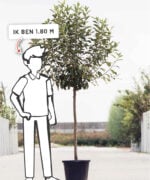 Malus domestica ‘Ecolette’ | Halfstam | 180 - 230 cm - Afbeelding 6