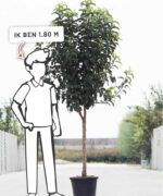 Malus domestica ‘Notarisappel’ | Halfstam | 230 - 280 cm - Afbeelding 6