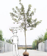 Malus domestica ‘Elstar’ | Hoogstam | 400 - 450 cm - Afbeelding 6