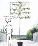 Malus domestica ‘Rode Boskoop’ | Hoogstam leiboom | 180 cm - Afbeelding 7