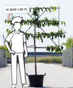 Prunus avium 'Early Rivers' | Halfstam leiboom | 100 cm - Afbeelding 7