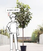 Prunus avium 'Hedelfinger' | Halfstam | 180 - 230 cm - Afbeelding 6