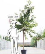 Prunus avium 'Kordia' | Halfstam | 230 - 280 cm - Afbeelding 6