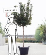 Mespilus Germanica | Halfstam | 230 - 280 cm - Afbeelding 5