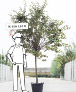 Pyrus communis 'Gieser Wildeman' | Halfstam | 230 - 280 cm - Afbeelding 6