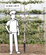 Pyrus communis 'Saint Remy' | Laagstam leiboom | 50 cm - Afbeelding 6