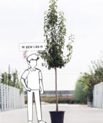Pyrus communis 'Conference' | Halfstam | 180 - 230 cm - Afbeelding 6