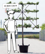 Pyrus communis 'Saint Remy' | Halfstam leiboom | 100 cm - Afbeelding 6