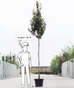 Pyrus communis 'Conference' | Hoogstam | 300 - 350 cm - Afbeelding 6