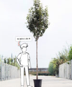 Pyrus communis 'Gieser Wildeman' | Hoogstam | 350 - 400 cm - Afbeelding 5