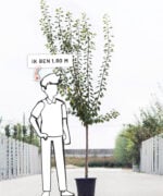 Prunus domestica 'Victoria' | Halfstam | 180 - 230 cm - Afbeelding 6