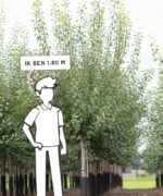 Prunus domestica 'Victoria' | Halfstam | 230 - 280 cm - Afbeelding 6