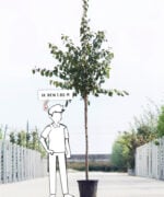 Prunus domestica 'Reine Claude d'Althan' | Hoogstam | 350 - 400 cm - Afbeelding 6