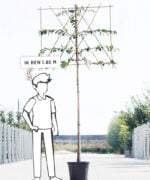 Prunus domestica 'Victoria' | Hoogstam leiboom | 180 cm - Afbeelding 7