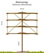 Cydonia Oblonga ‘Vranja’ | Halfstam leiboom | 100 cm - Afbeelding 5