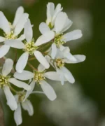 Amelanchier lamarckii | Meerstammig | 275 - 325 cm - Afbeelding 2