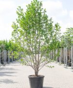 Magnolia Soulangeana | Meerstammig | 275 - 325 cm