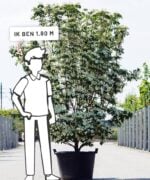 Cornus kousa 'Milky Way' | Meerstammig | 300 - 350 cm - Afbeelding 5