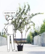 Prunus serrula | Meerstammig | 275 - 325 cm - Afbeelding 6