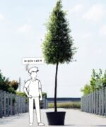 Quercus ilex | Piramideboom | 400 - 420 cm - Afbeelding 2