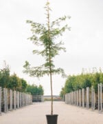 Gleditsia triacanthos 'Skyline' | Hoogstam | 300 - 350 cm