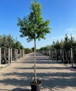 Prunus persica ‘Amsden’ | Hoogstam | 300 - 350 cm