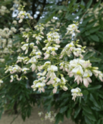 Sophora Japonica | Meerstammig | 200 - 250 - Afbeelding 2