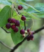 Amelanchier lamarckii | Meerstammig | 275 - 325 cm - Afbeelding 6