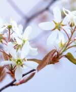 Amelanchier lamarckii | Meerstammig | 275 - 325 cm - Afbeelding 7