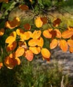 Amelanchier lamarckii | Meerstammig | 275 - 325 cm - Afbeelding 9