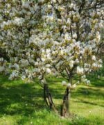 Amelanchier lamarckii | Meerstammig | 275 - 325 cm - Afbeelding 5