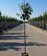 Prunus avium 'Kordia' | hoogstam | 225 - 275 cm