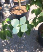 Cornus kousa 'Venus' | Meerstammig | 350 - 400 cm - Afbeelding 2