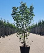 Cornus kousa 'Milky Way' | Meerstammig | 175 - 200 cm