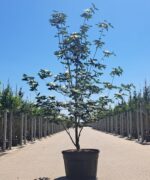 Cornus kousa 'Venus' | Meerstammig | 350 - 400 cm