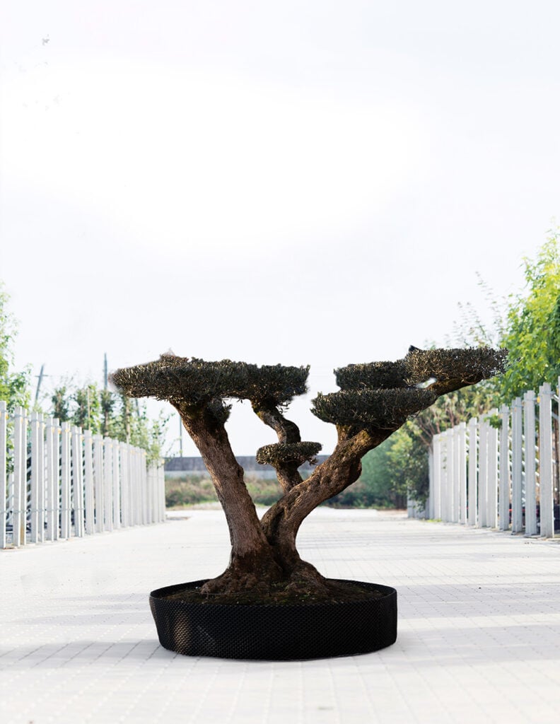 Olea europaea| pompon| 175-225 1 Olea europaea| pompon| 175-225