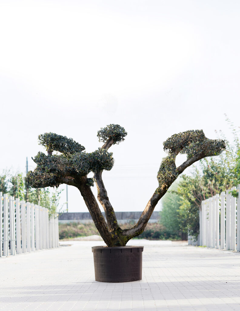 Olea europaeal | pompon | 175-200 cm 1 Olea europaeal | pompon | 175-200 cm