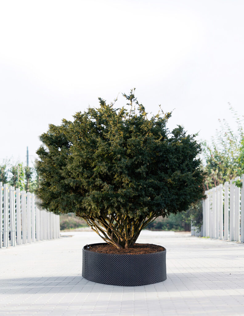 Taxus baccata 'Summergold' | meerstammig | 250 - 300 cm 1 Taxus baccata 'Summergold' | meerstammig | 250 - 300 cm